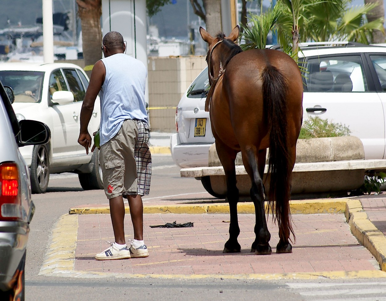 "Educando a Mr Ed" de Carlos Alberto Izzo