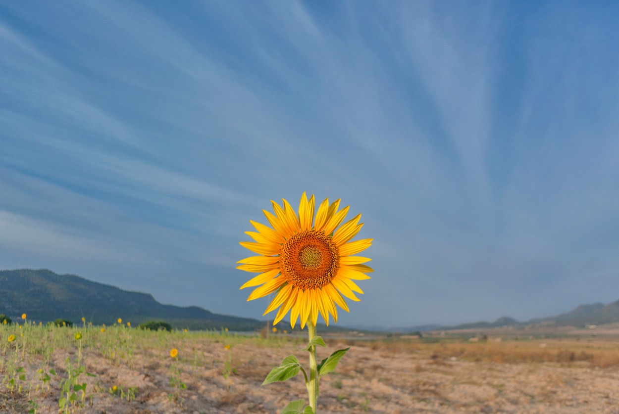 "Girasol" de Francisco Jos Cerd Ortiz