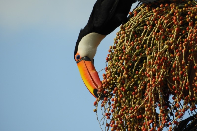 "Em tempo de fazer mais uma foto do Tucano!" de Decio Badari