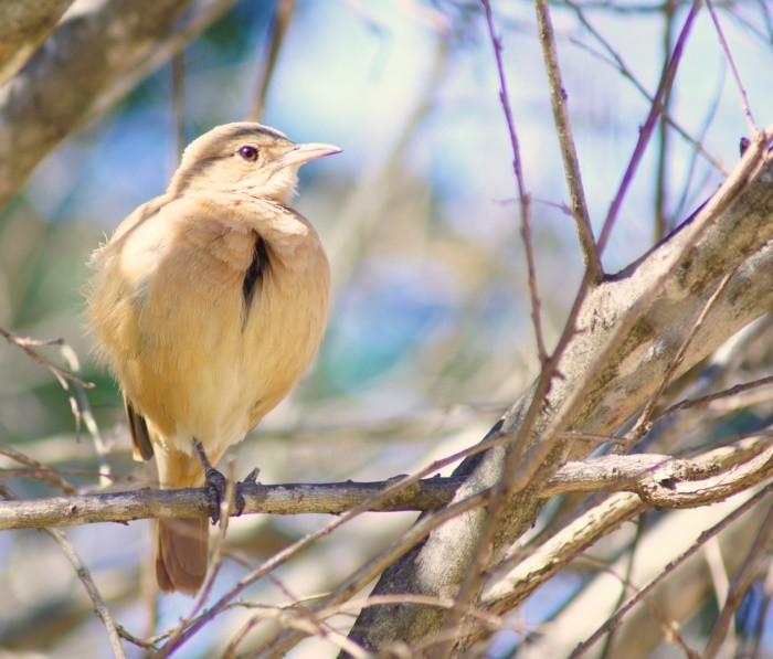 "Hoje foi o dia das aves ` Joo-de-barro." de Decio Badari