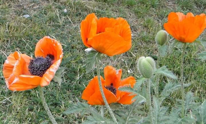 "Amapolas" de Amparo Josefina Maggi