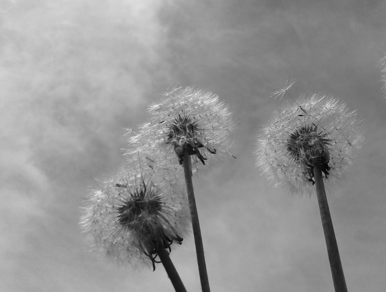 "Tres al viento..." de Maria Isabel Hempe