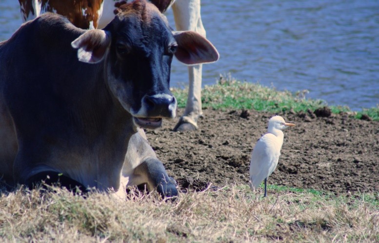 "A vaca e a equilibrista." de Decio Badari