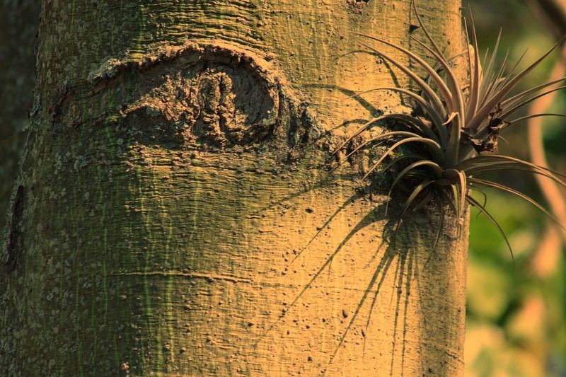 "Bromelia e a fora da Me Natureza!" de Decio Badari