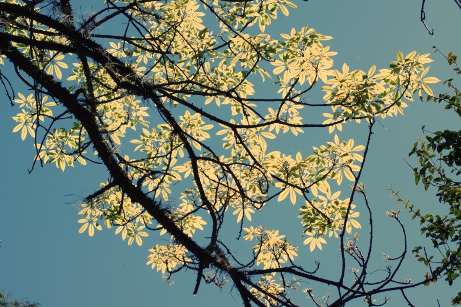 "As folhas novas da Paineira, vem a a Primavera!" de Decio Badari