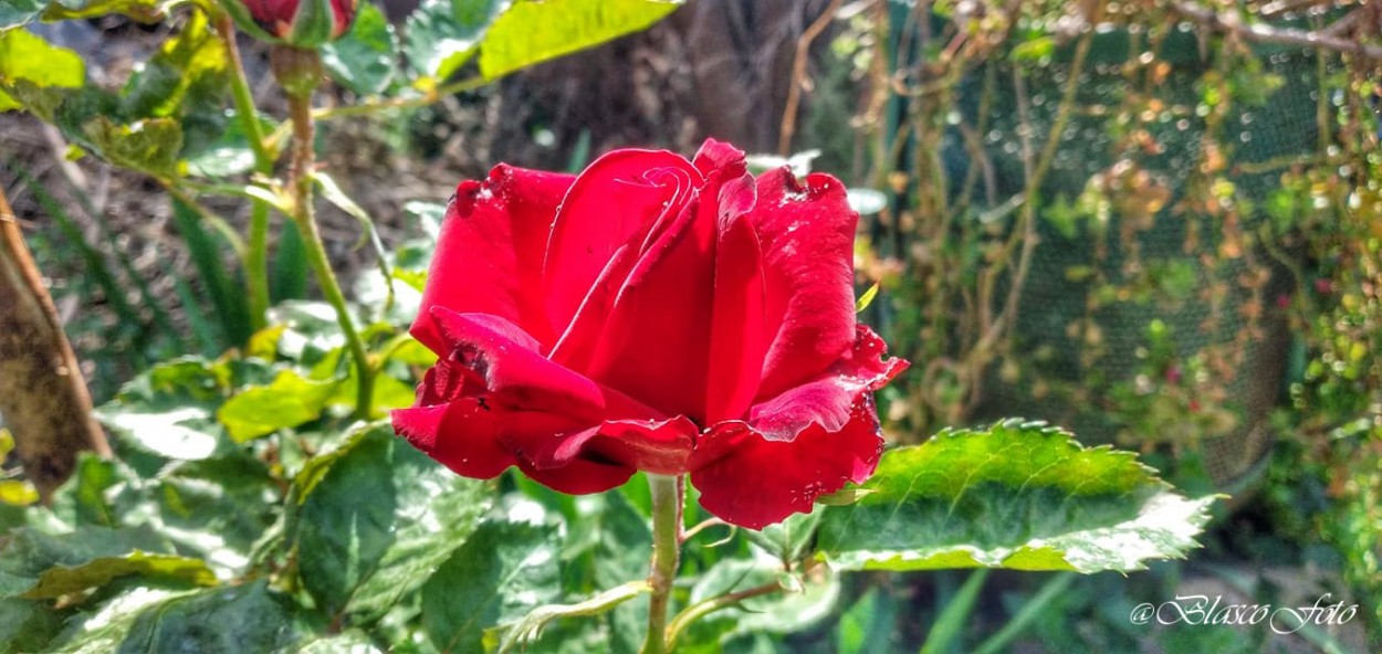 "La rosa" de Luis Blasco Martin