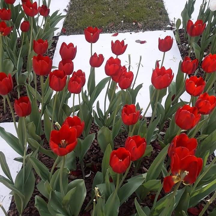 "Tulipanes hermosos" de Amparo Josefina Maggi