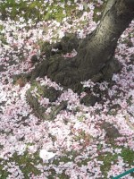 Arbol de cerezo