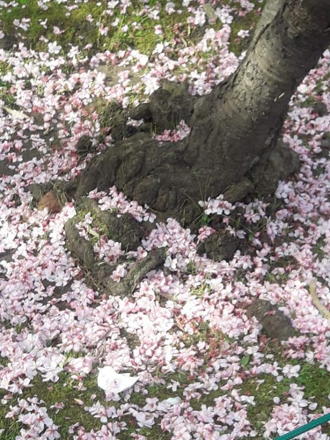 "Arbol de cerezo" de Amparo Josefina Maggi