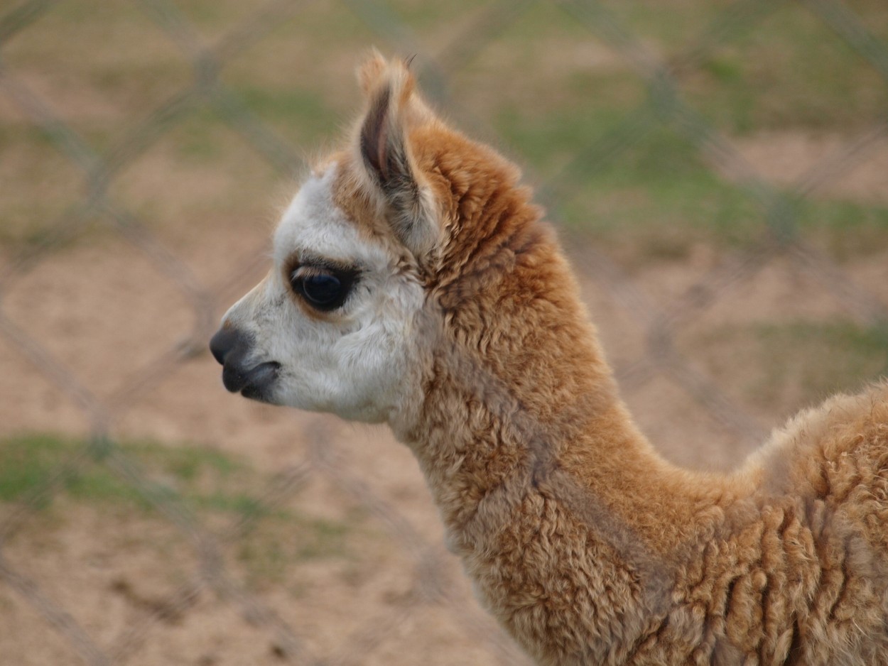 "La llama" de Gastn Padula