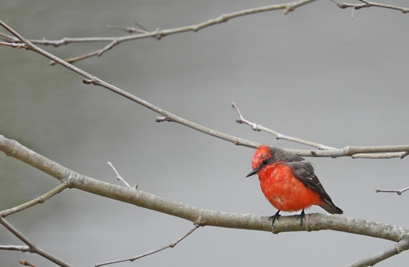 "`Prncipe` - Pyrocephalus rubinus,macho adulto" de Decio Badari