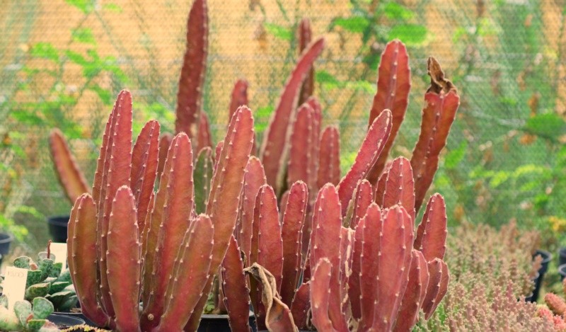 "A natureza e seus caprichos, texturas e cores." de Decio Badari