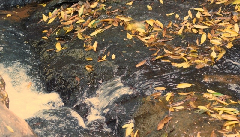 "No Inverno, pouca gua e muitas folhas!" de Decio Badari