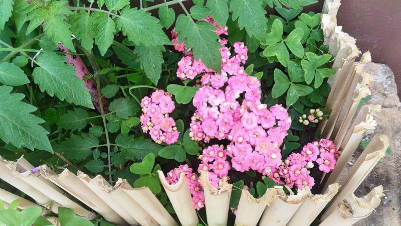 "Folhas do Tomate, folhas do Trevo e flores." de Decio Badari