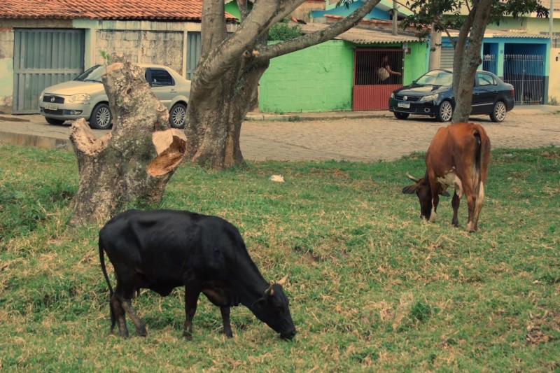 "Na cidade pequena existe a convivencia!" de Decio Badari