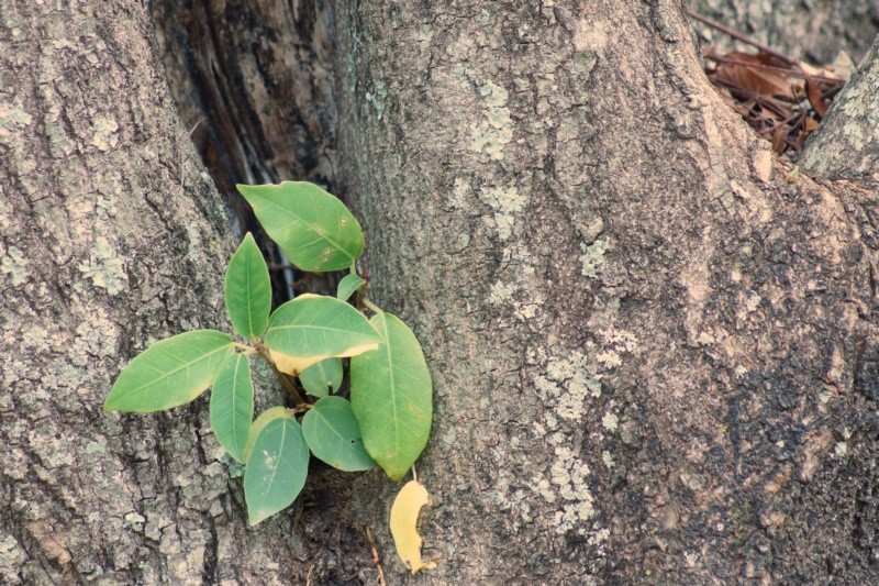 "A natureza continua mais viva do que nunca!" de Decio Badari