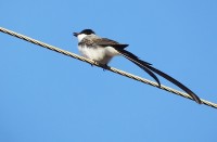 A Tesourinha (Tyrannus savana), adulto,macho