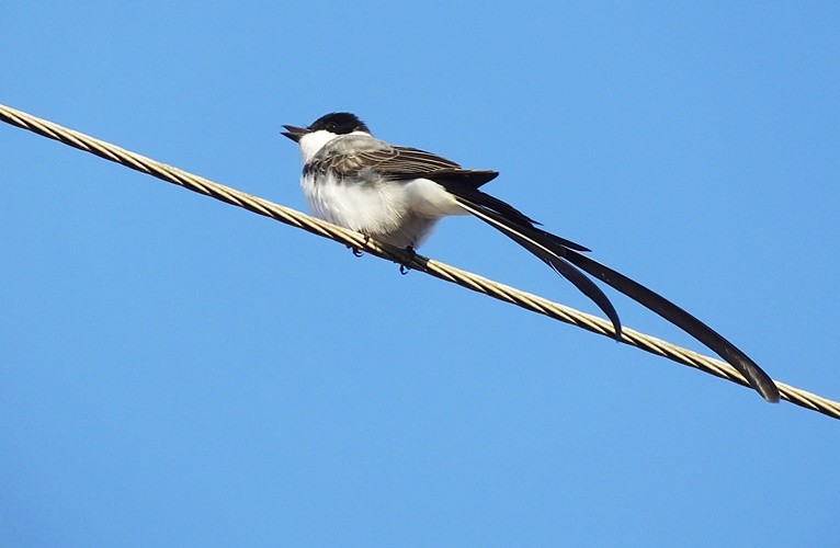 "A Tesourinha (Tyrannus savana), adulto,macho" de Decio Badari