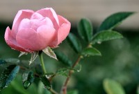 A primeira Mini-rosa cor de rosa,novo canteiro