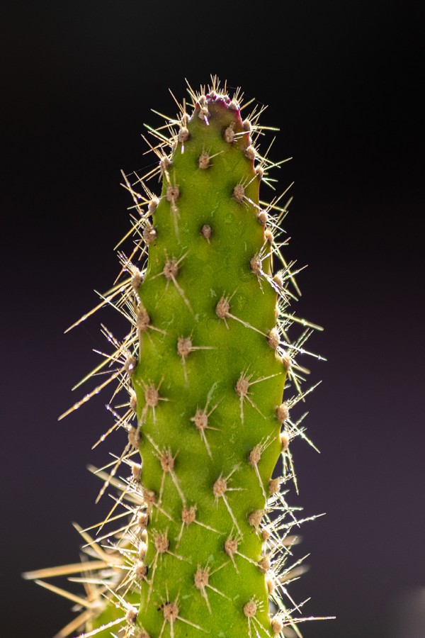 "El Cactus" de Luis Torres Sal