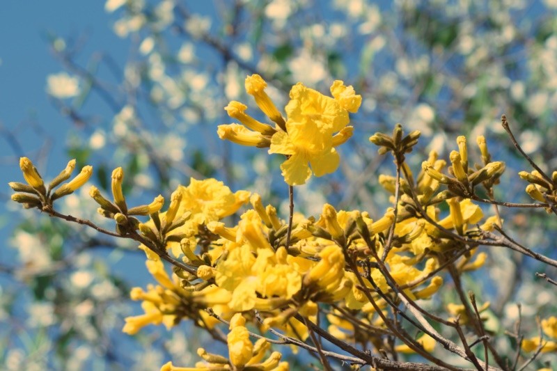 "Ip-amarelo, vem a a rica Primavera!" de Decio Badari