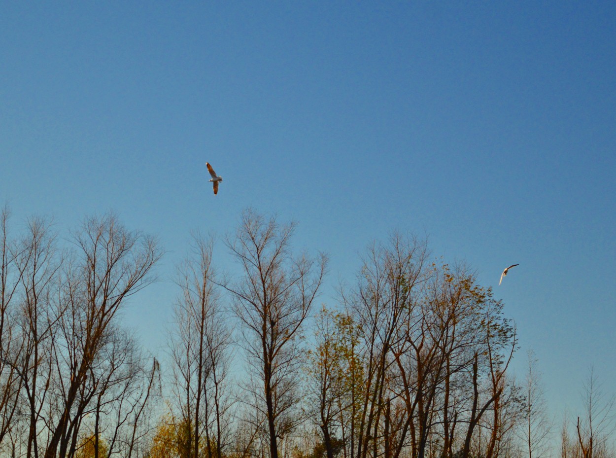 "Volar" de Florencia Alvarez