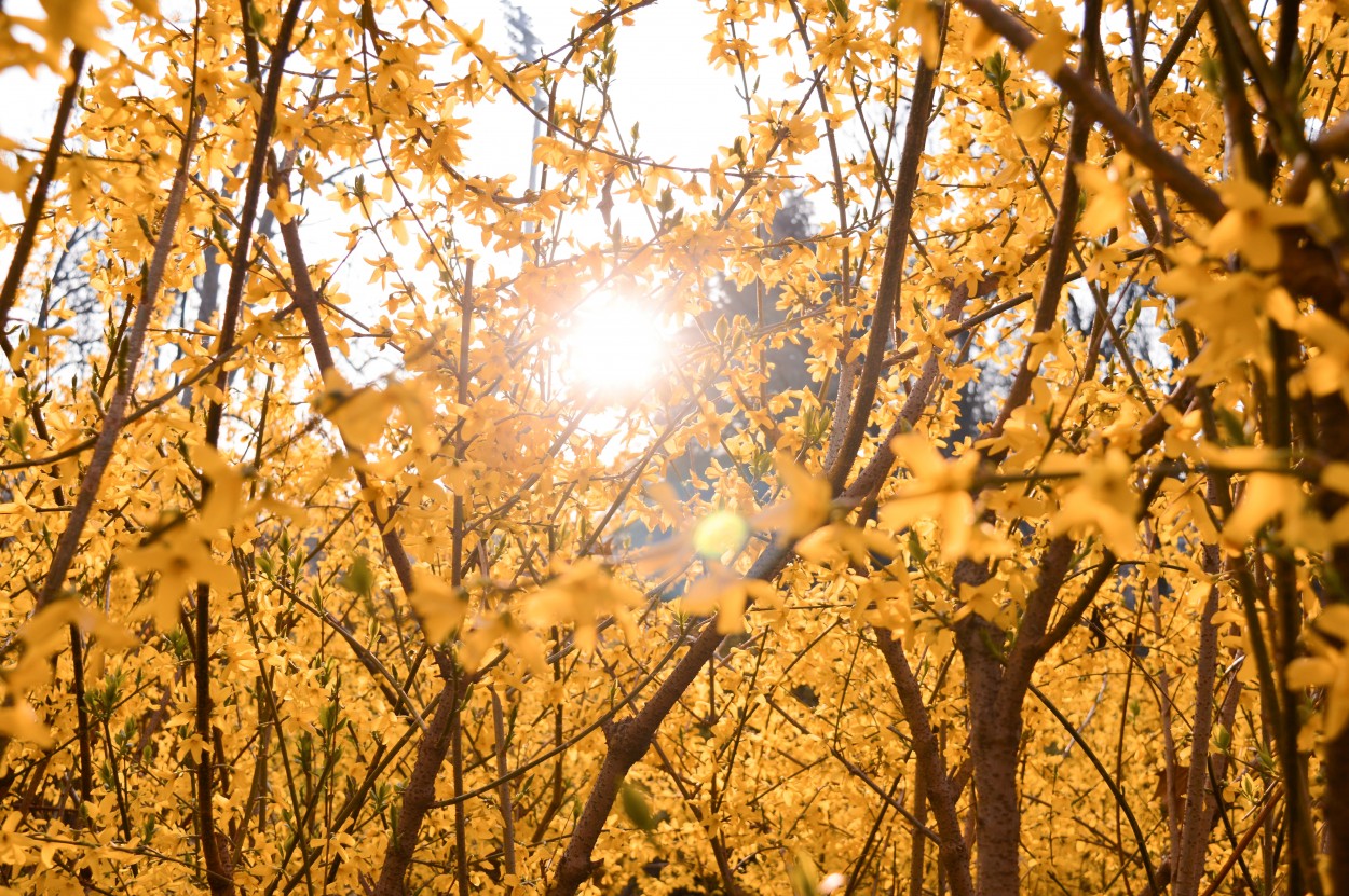 "Bosque Amarillo" de Anabel Zequeira