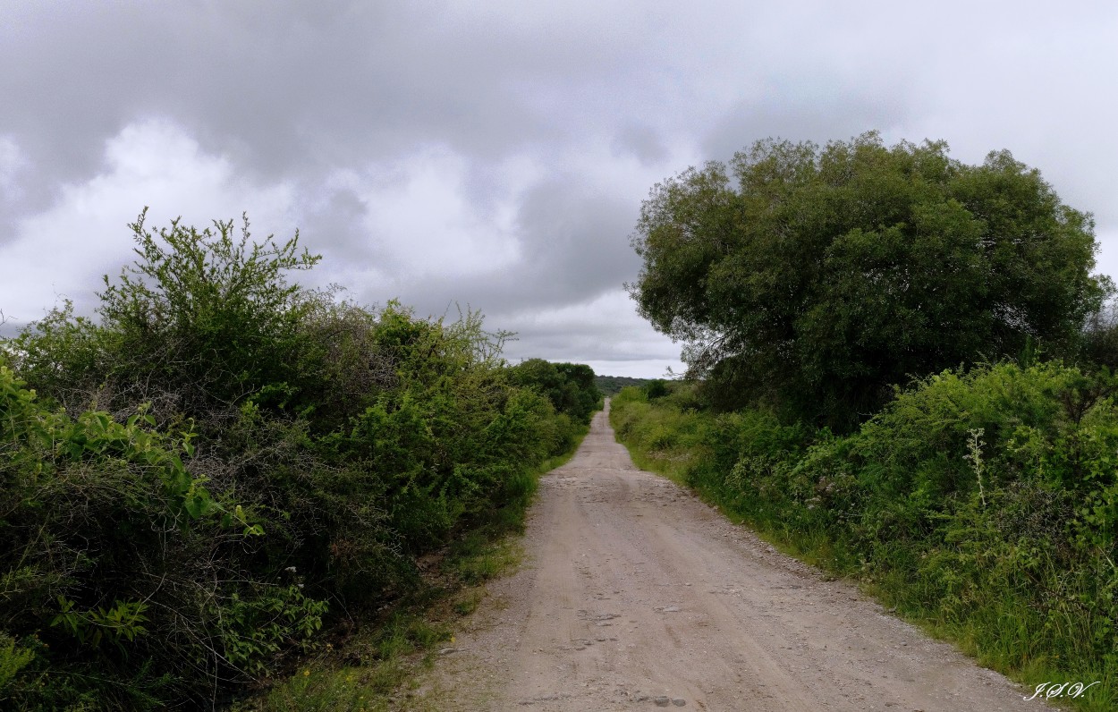 "El largo camino a casa" de Jorge Vargas