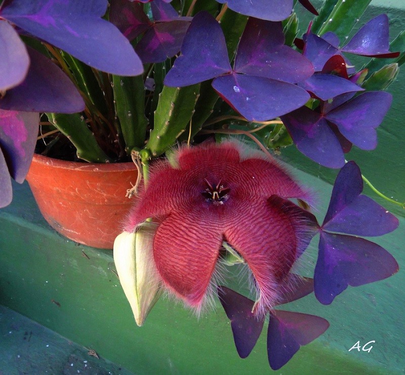 "Stapelia,," de Ana Giorno