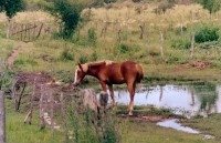 Potranca