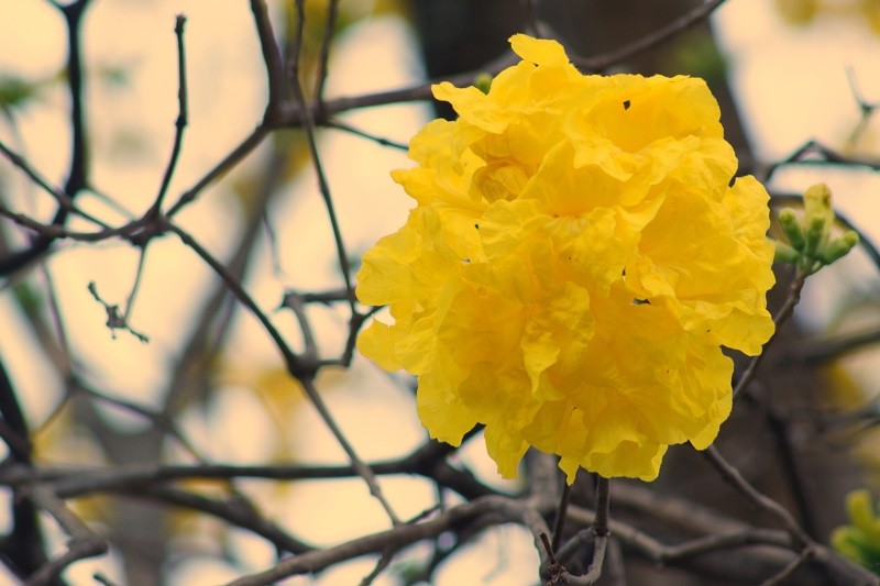 "Um bouquet de Ip-amarelo,viva a Natureza!" de Decio Badari