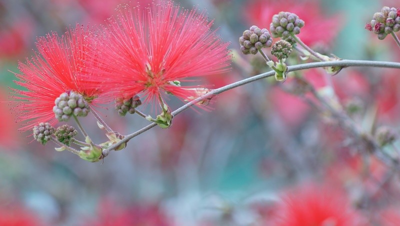 "Entre formas,frutos e flores,assim  a Natureza!" de Decio Badari