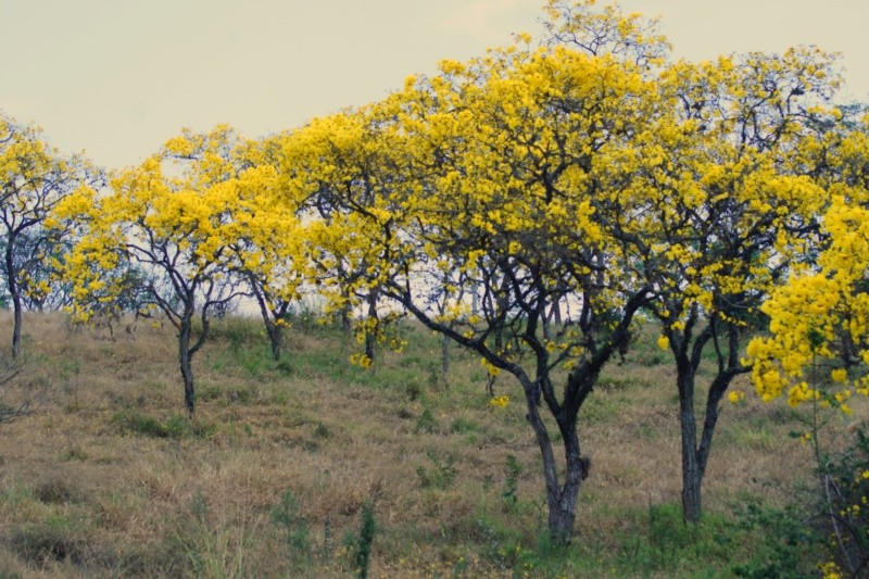 "Em dia de pouca luz, a florada dos Ips-amarelo" de Decio Badari