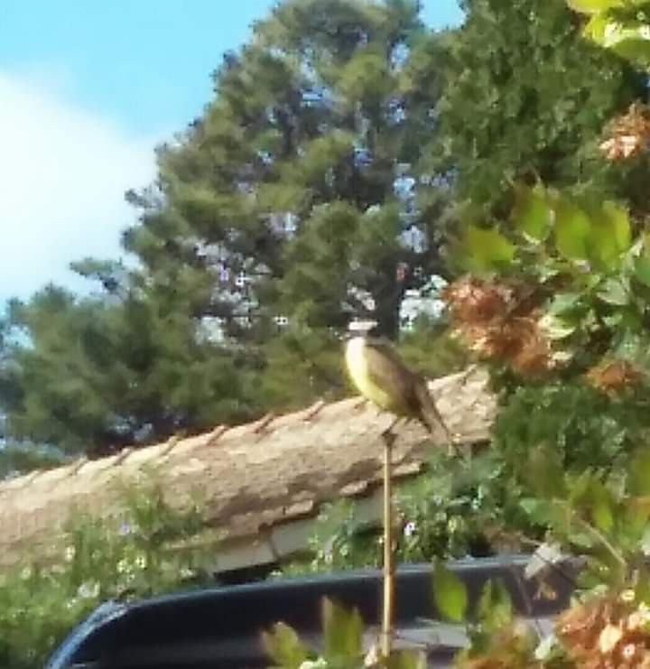 "Pajaro" de Amparo Josefina Maggi