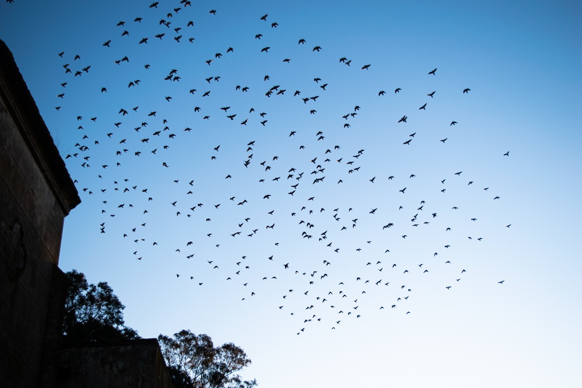 "Vuelo alto" de Hernn Vidaurreta