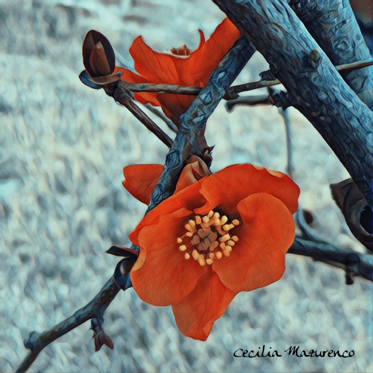 "Tiempo de florecer" de Cecilia Mazurenco