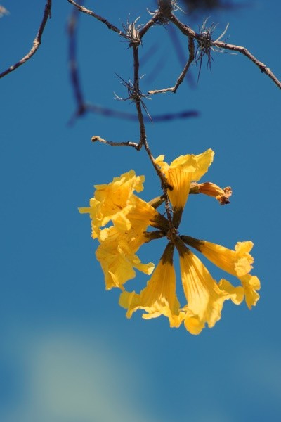 "Neste alvorecer, um toque de luz no Ip-amarelo" de Decio Badari