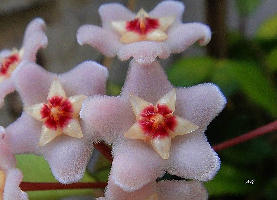 "Hoya carnosa," de Ana Giorno