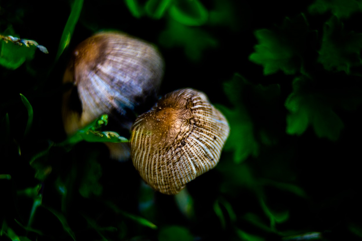 "Hongos" de Hctor Venezia