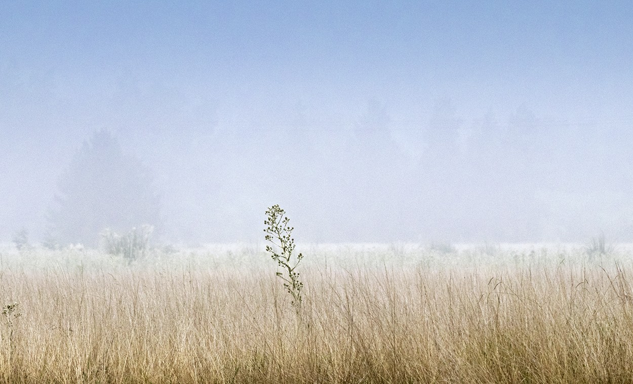 "Niebla" de Horacio Aguilar