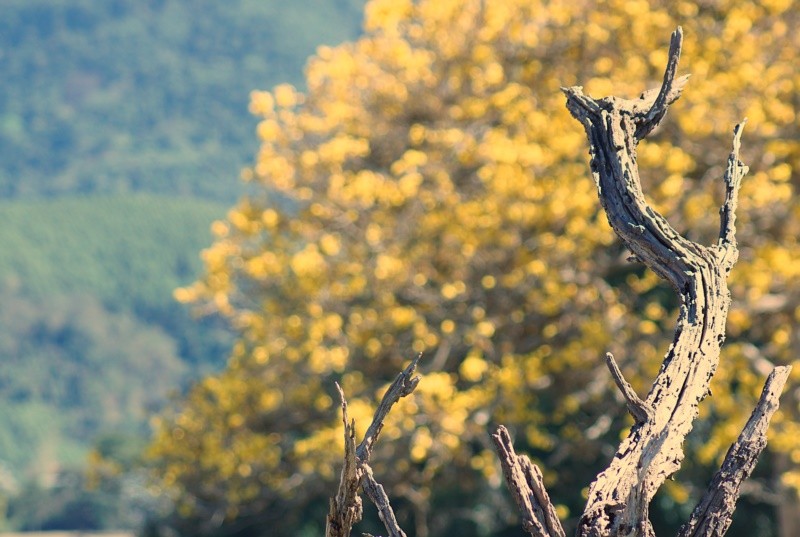 "Os ciclos da Me Natureza." de Decio Badari