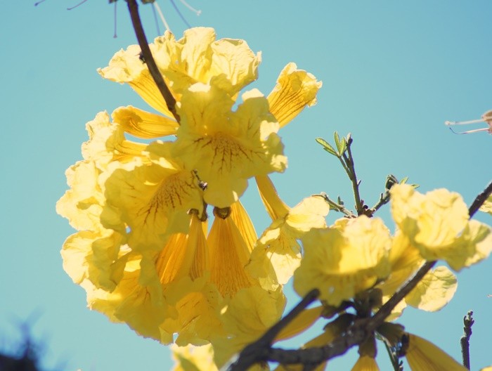 "Nesta luminosa manh, um olhar no Ip-amarelo!" de Decio Badari