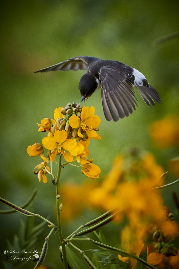 "golondrina" de Walter Santillan