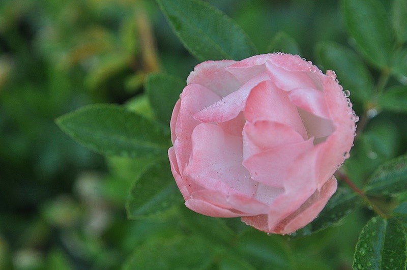 "A Mini-rosa e o orvalho da fria manh" de Decio Badari