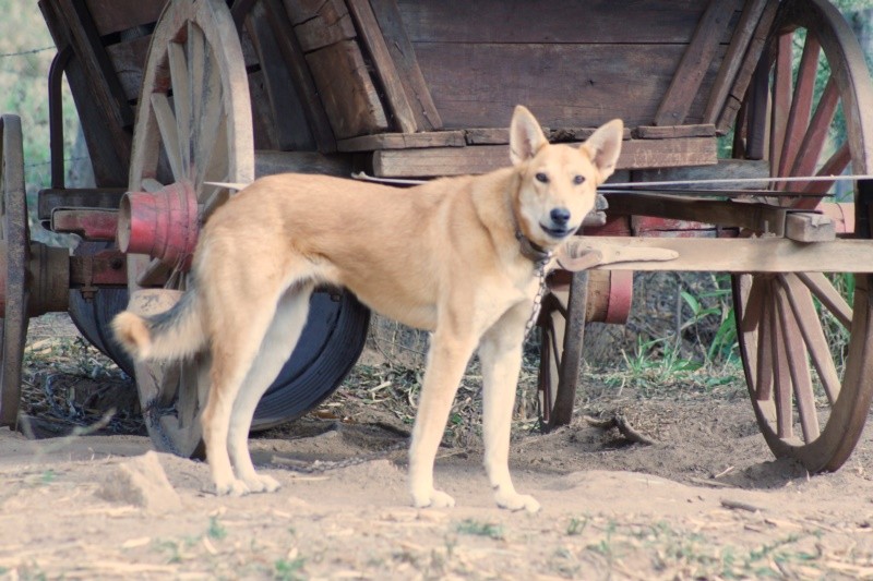 "Ol amigos, eu sou a ` Loba `" de Decio Badari