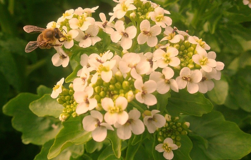 "Polinizando as flores do Agrio" de Decio Badari