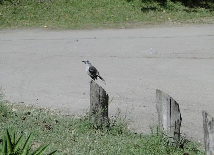 "Pajaro" de Amparo Josefina Maggi