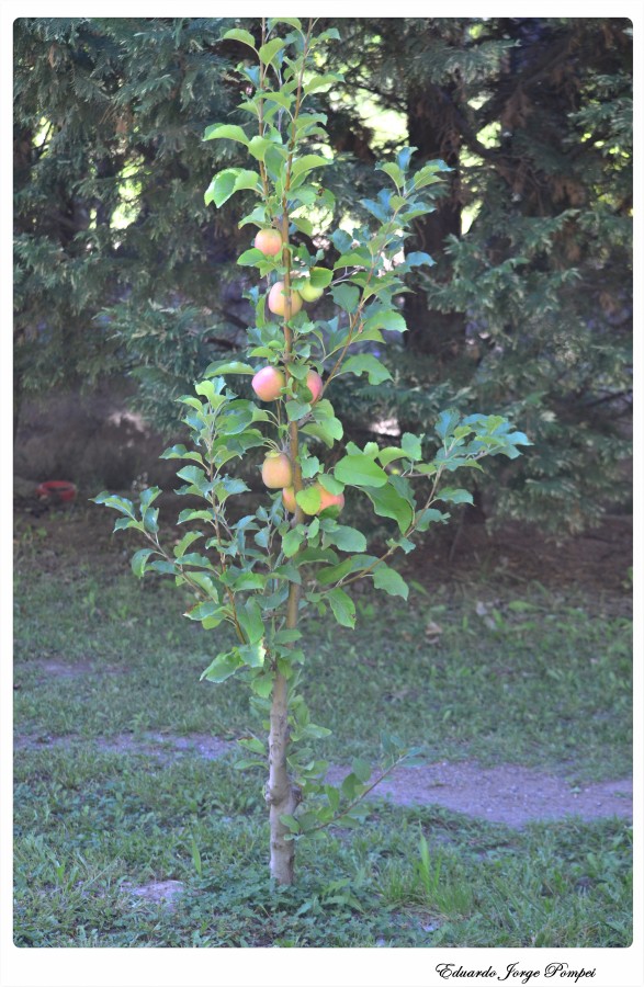 "Las primeras manzanas de esta planta" de Eduardo Jorge Pompei
