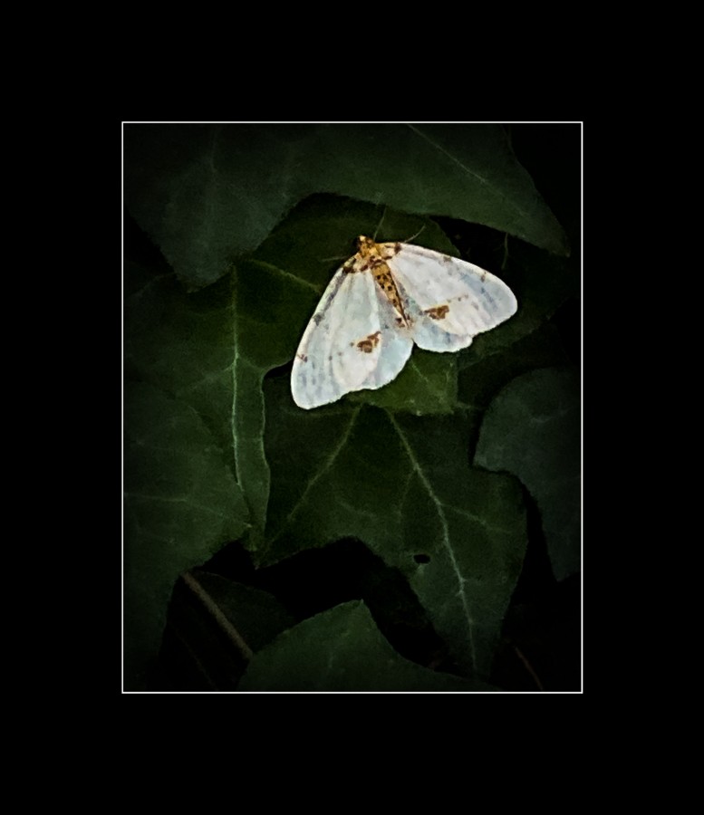 "Mariposa Escondida" de Carmen Esteban