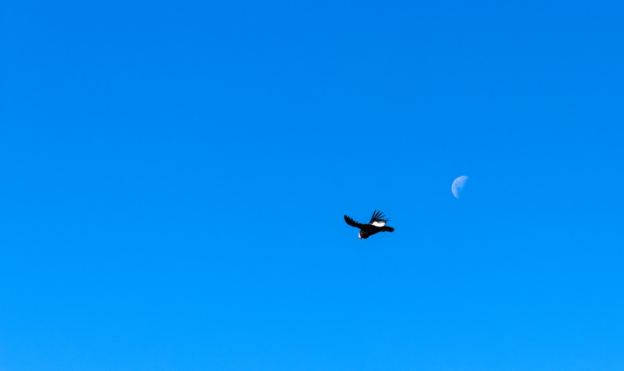 "Volando con la Luna" de Luis Torres Sal